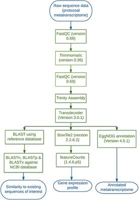 Rumen Protozoa Play a Significant Role in Fungal Predation and Plant Carbohydrate Breakdown